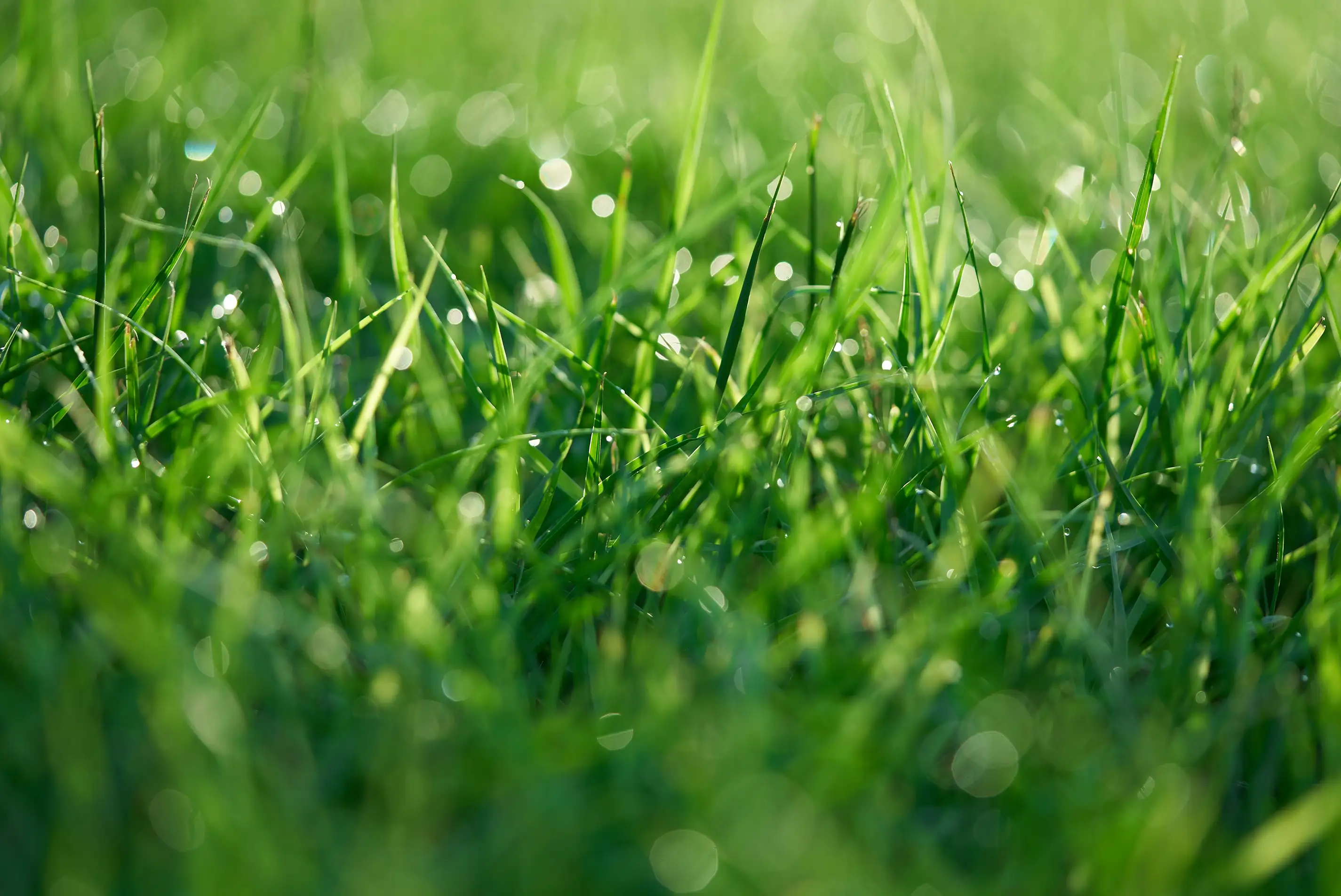 A healthy, freshly mown tall fescue lawn in Arlington, Virginia