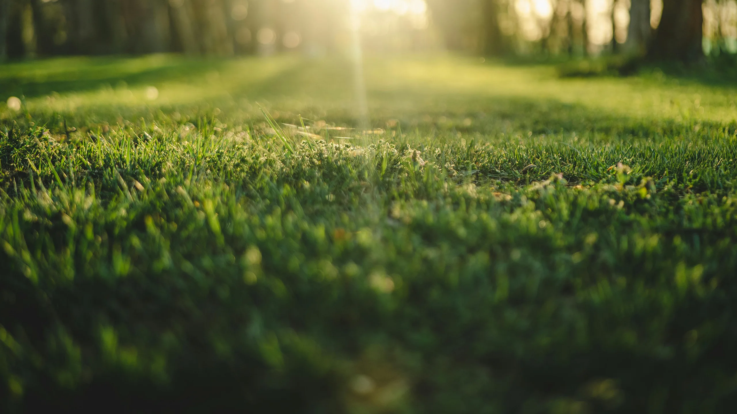 A freshly mowed tall fescue lawn at a Tysons, Virginia home